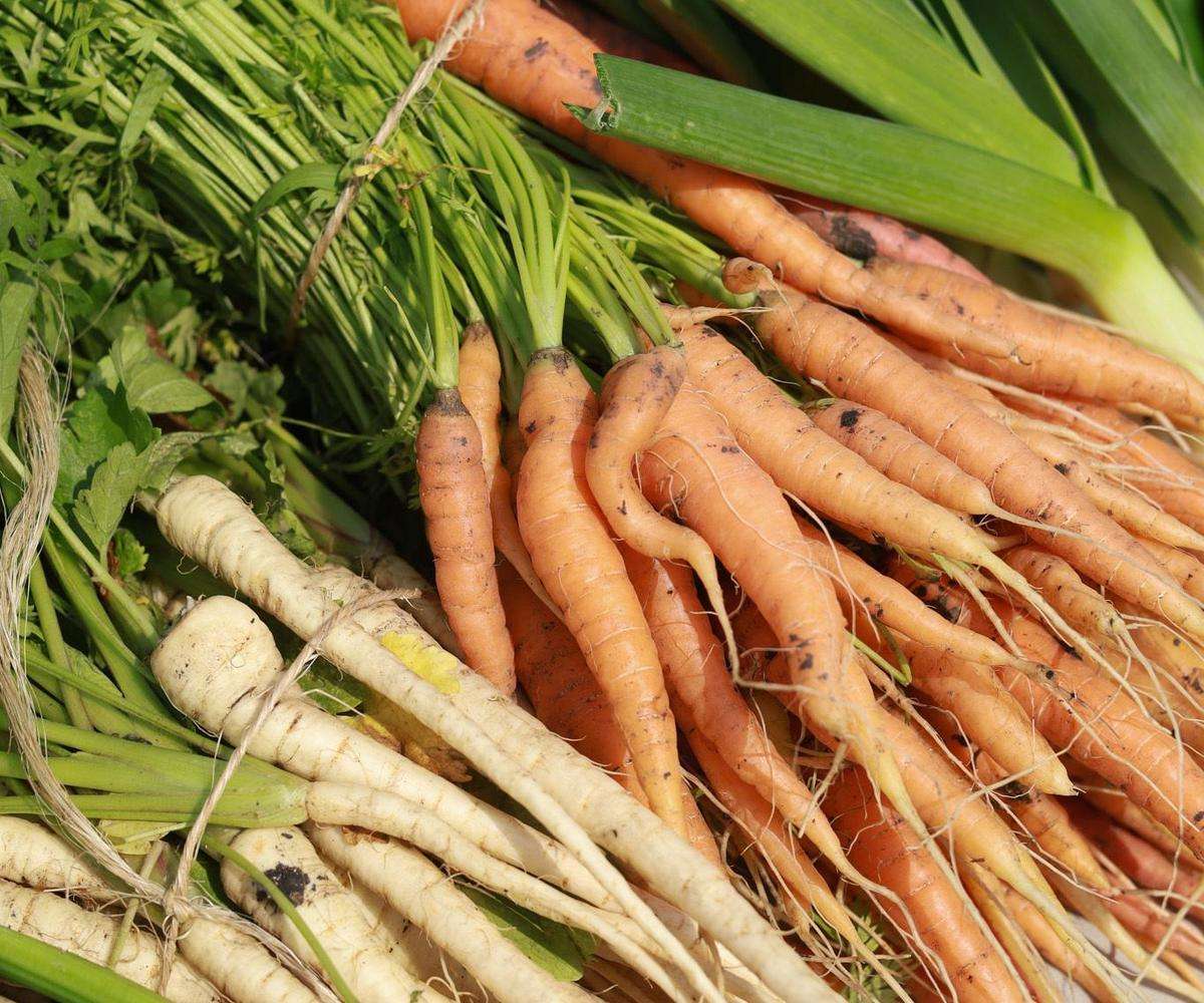 Workshop - Veggie Gardening for Kids | May 30