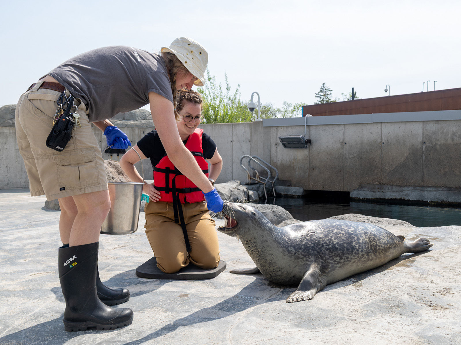 Behind the scenes experience with a seal