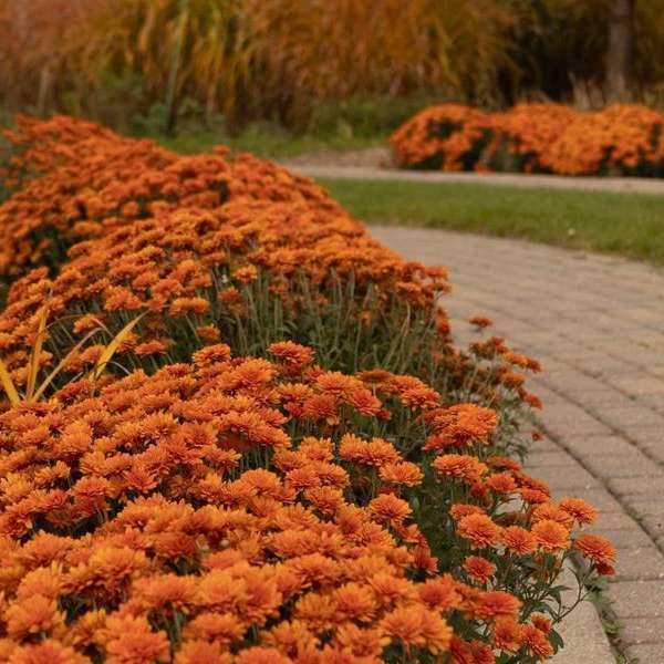 The Living Well Program - SOLD OUT