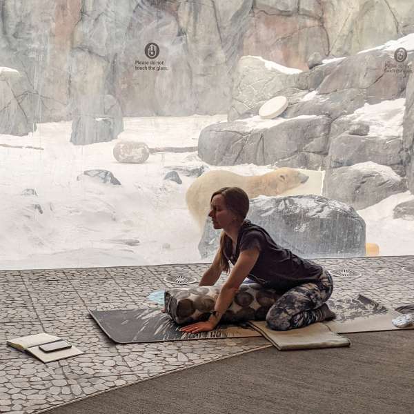Yoga with the Bears - SOLD OUT