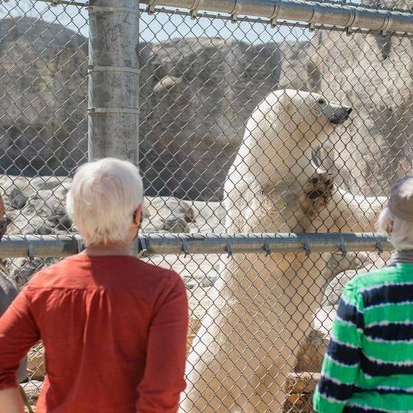 Behind the Scenes Zoo Experiences - Polar Bear
