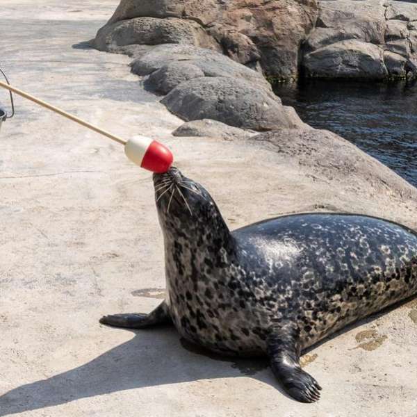 Behind the Scenes Zoo Experiences - Harbour Seal - SOLD OUT