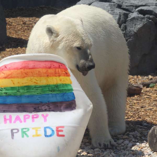 Pride in the Park