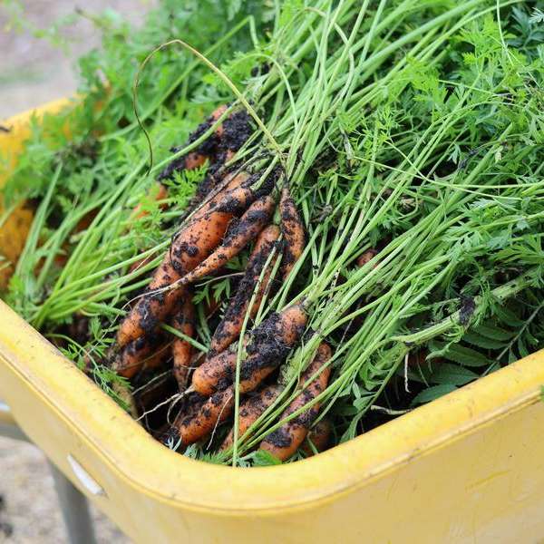 From Garden to Gather - SOLD OUT