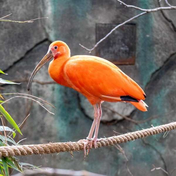 Behind the Scenes Zoo Experiences - Toucan Ridge