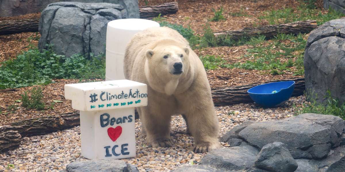 Colour Story Link - Polar Bear Week Zoo Chats