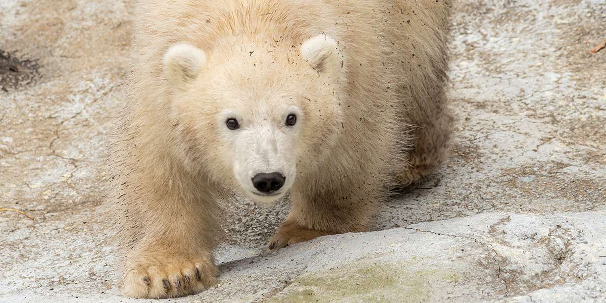 Colour Story Link - Meet The Polar Bear Cub